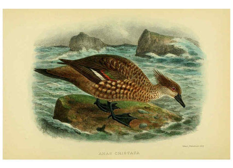 Reproducción/Reproduction 5974505941: The birds of Tierra del Fuego London :B. Quaritch,1907
