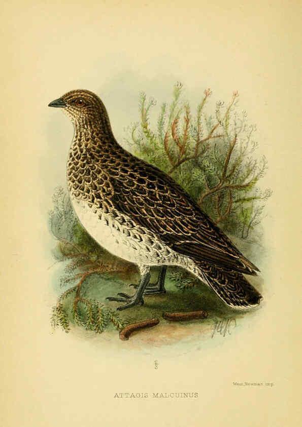 Reproducción/Reproduction 5975066560: The birds of Tierra del Fuego London :B. Quaritch,1907