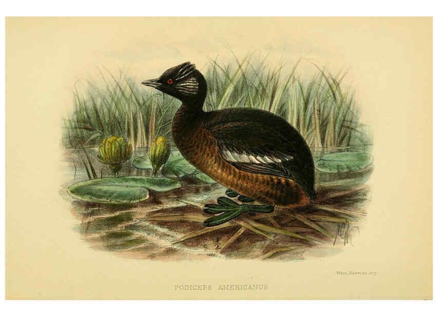 Reproducción/Reproduction 5975066834: The birds of Tierra del Fuego London :B. Quaritch,1907