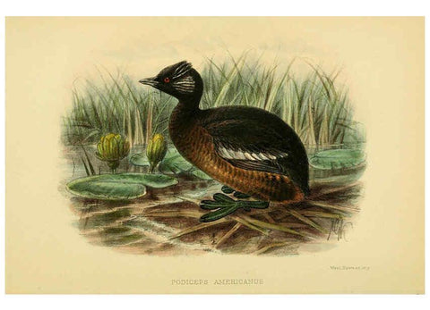 Reproducción/Reproduction 5975066834: The birds of Tierra del Fuego London :B. Quaritch,1907