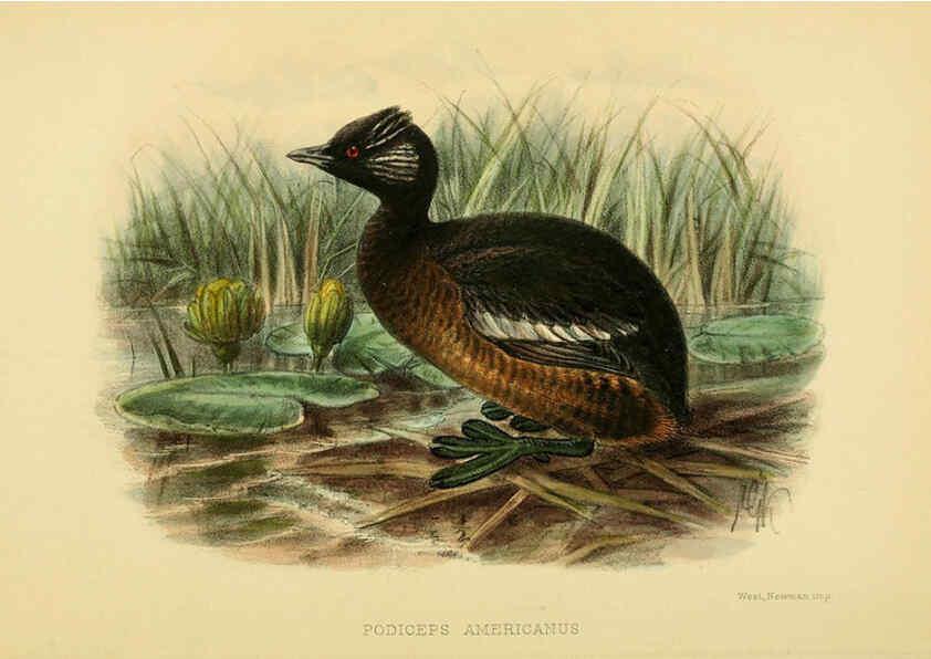 Reproducción/Reproduction 5975066834: The birds of Tierra del Fuego London :B. Quaritch,1907