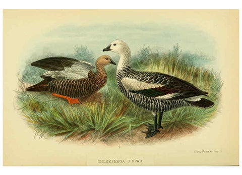 Reproducción/Reproduction 5974505295: The birds of Tierra del Fuego London :B. Quaritch,1907