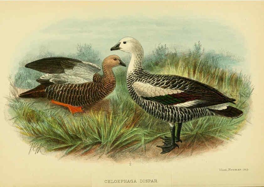 Reproducción/Reproduction 5974505295: The birds of Tierra del Fuego London :B. Quaritch,1907