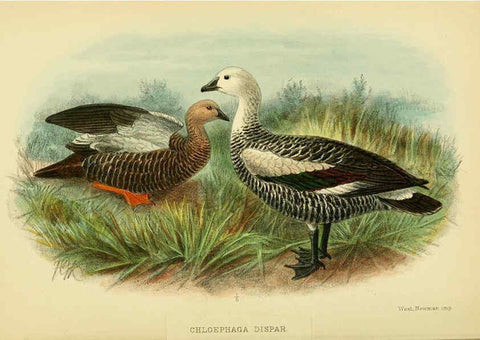 Reproducción/Reproduction 5974505295: The birds of Tierra del Fuego London :B. Quaritch,1907