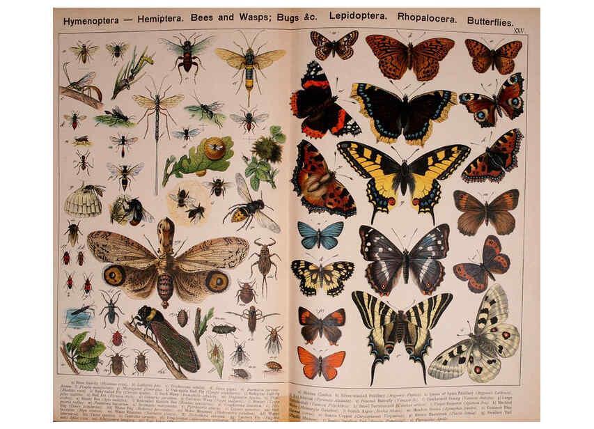 Reproducción/Reproduction 5974465339: Natural history of the animal kingdom for the use of young people Brighton :E. & J.B. Young and Co.,1889