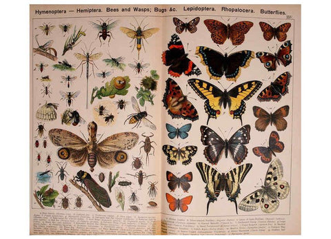Reproducción/Reproduction 5974465339: Natural history of the animal kingdom for the use of young people Brighton :E. & J.B. Young and Co.,1889