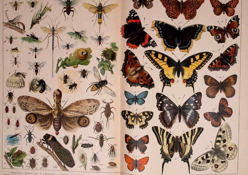 Reproducción/Reproduction 5974465339: Natural history of the animal kingdom for the use of young people Brighton :E. & J.B. Young and Co.,1889