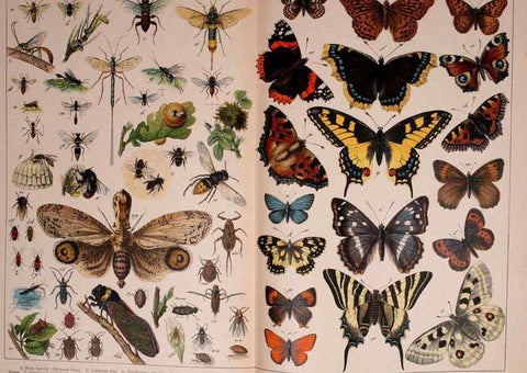 Reproducción/Reproduction 5974465339: Natural history of the animal kingdom for the use of young people Brighton :E. & J.B. Young and Co.,1889