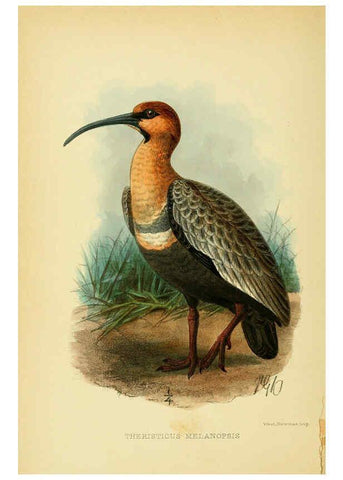 Reproducción/Reproduction 5975065084: The birds of Tierra del Fuego London :B. Quaritch,1907