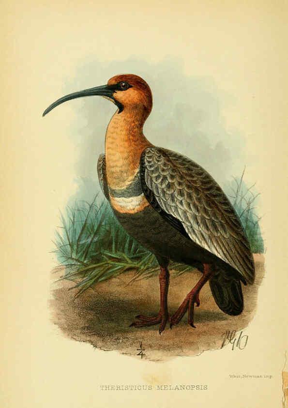 Reproducción/Reproduction 5975065084: The birds of Tierra del Fuego London :B. Quaritch,1907
