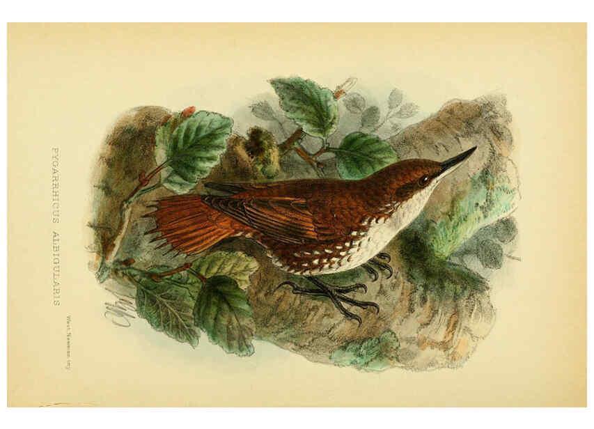 Reproducción/Reproduction 5974504397: The birds of Tierra del Fuego London :B. Quaritch,1907