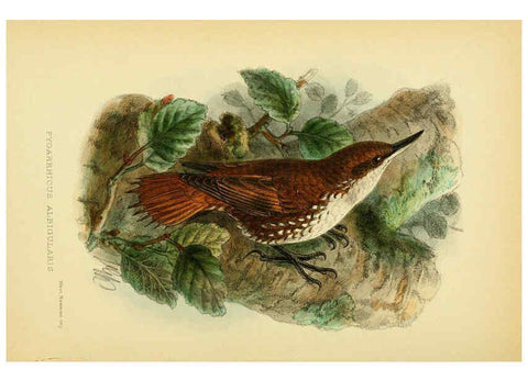 Reproducción/Reproduction 5974504397: The birds of Tierra del Fuego London :B. Quaritch,1907