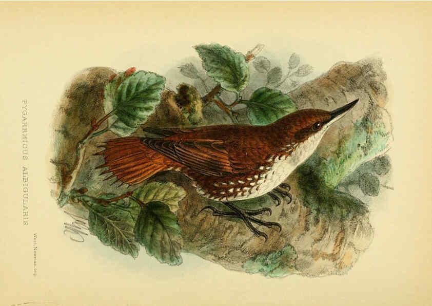Reproducción/Reproduction 5974504397: The birds of Tierra del Fuego London :B. Quaritch,1907