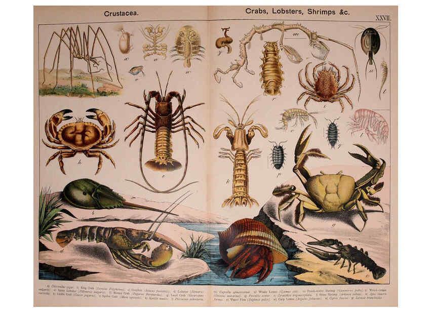 Reproducción/Reproduction 5975025912: Natural history of the animal kingdom for the use of young people Brighton :E. & J.B. Young and Co.,1889