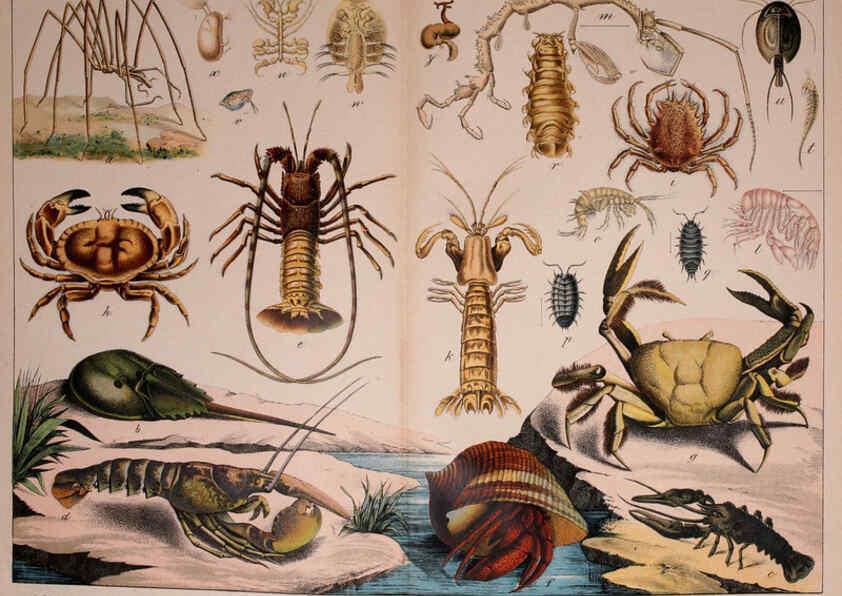 Reproducción/Reproduction 5975025912: Natural history of the animal kingdom for the use of young people Brighton :E. & J.B. Young and Co.,1889