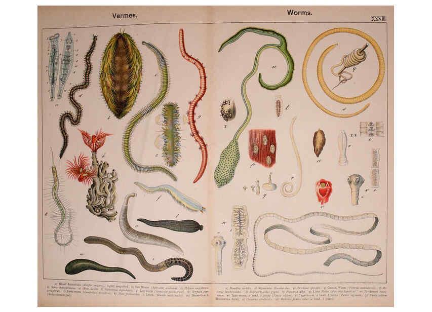 Reproducción/Reproduction 5974466199: Natural history of the animal kingdom for the use of young people Brighton :E. & J.B. Young and Co.,1889