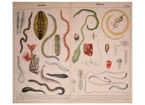 Reproducción/Reproduction 5974466199: Natural history of the animal kingdom for the use of young people Brighton :E. & J.B. Young and Co.,1889