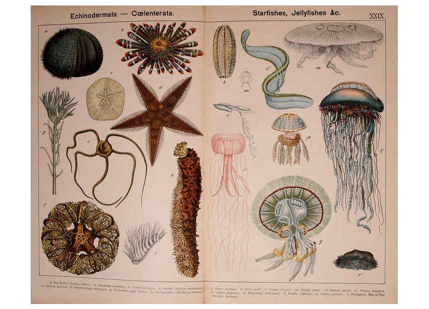 Reproducción/Reproduction 5974466597: Natural history of the animal kingdom for the use of young people Brighton :E. & J.B. Young and Co.,1889