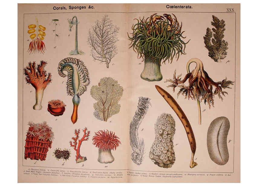 Reproducción/Reproduction 5975027072: Natural history of the animal kingdom for the use of young people Brighton :E. & J.B. Young and Co.,1889