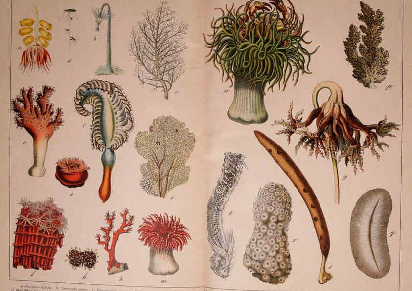 Reproducción/Reproduction 5975027072: Natural history of the animal kingdom for the use of young people Brighton :E. & J.B. Young and Co.,1889