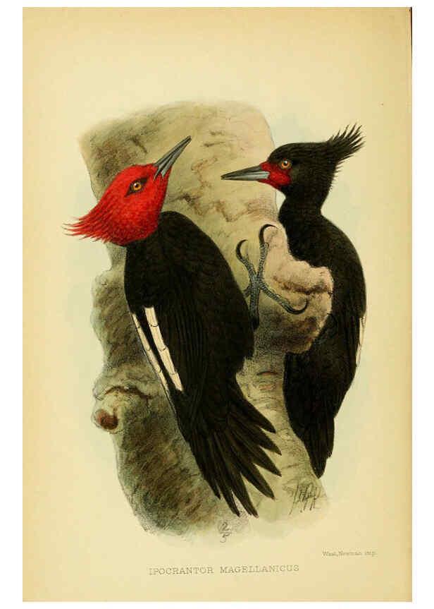 Reproducción/Reproduction 5975060964: The birds of Tierra del Fuego London :B. Quaritch,1907