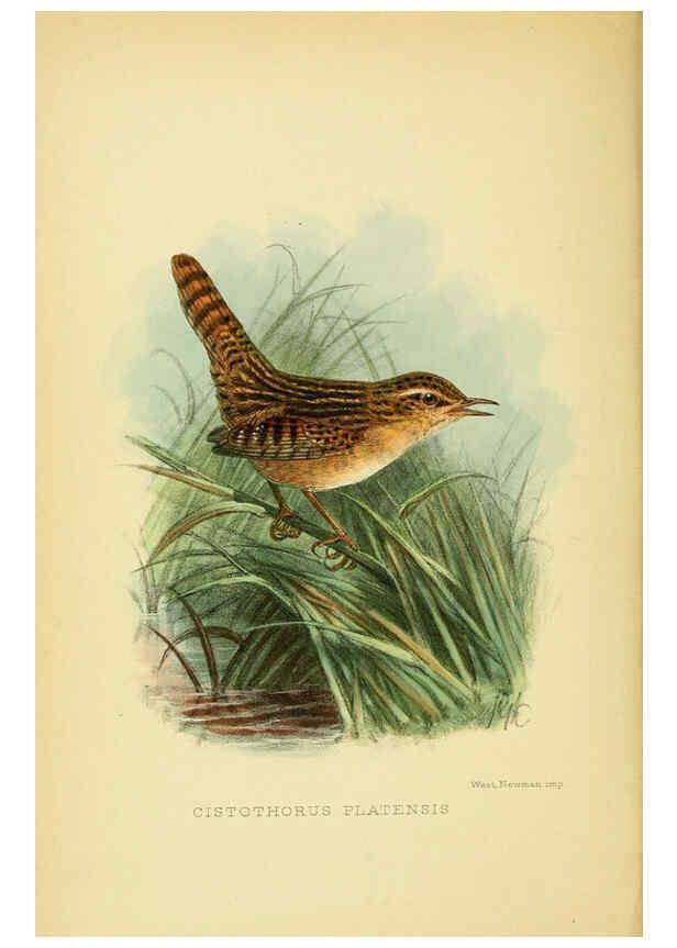 Reproducción/Reproduction 5975061358: The birds of Tierra del Fuego London :B. Quaritch,1907
