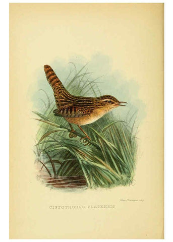 Reproducción/Reproduction 5975061358: The birds of Tierra del Fuego London :B. Quaritch,1907