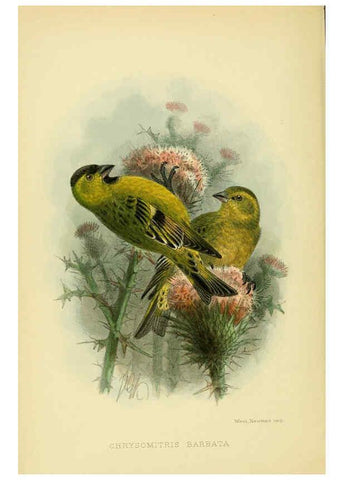 Reproducción/Reproduction 5975061744: The birds of Tierra del Fuego London :B. Quaritch,1907