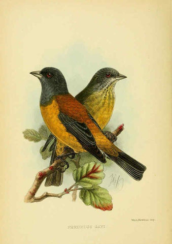 Reproducción/Reproduction 5975061988: The birds of Tierra del Fuego London :B. Quaritch,1907