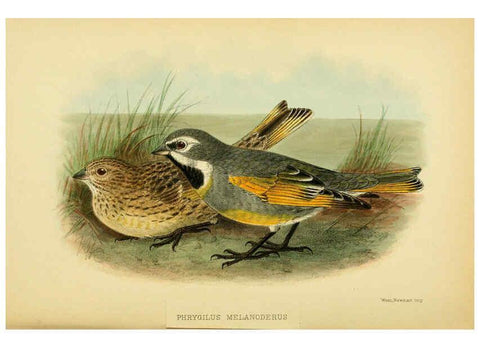 Reproducción/Reproduction 5975062240: The birds of Tierra del Fuego London :B. Quaritch,1907
