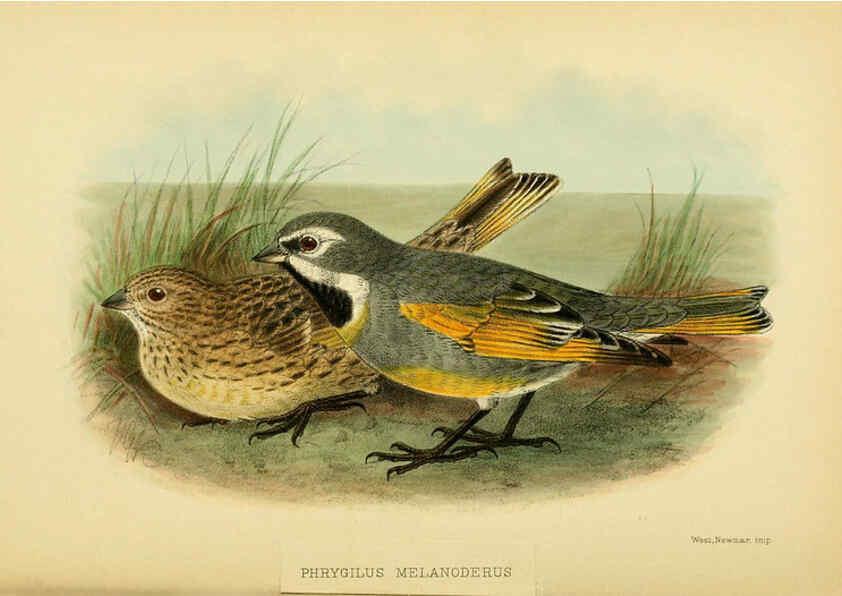 Reproducción/Reproduction 5975062240: The birds of Tierra del Fuego London :B. Quaritch,1907