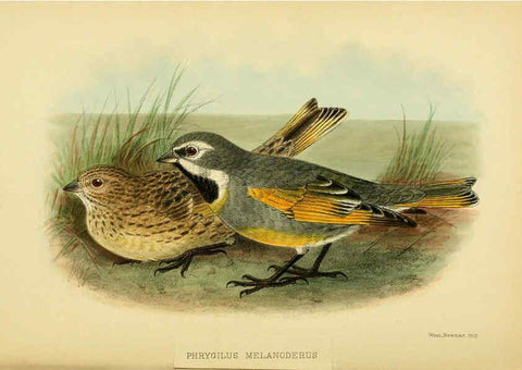 Reproducción/Reproduction 5975062240: The birds of Tierra del Fuego London :B. Quaritch,1907