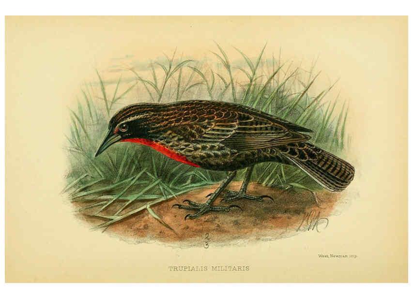 Reproducción/Reproduction 5975062474: The birds of Tierra del Fuego London :B. Quaritch,1907