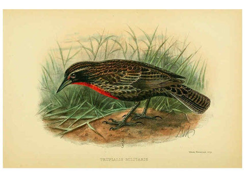 Reproducción/Reproduction 5975062474: The birds of Tierra del Fuego London :B. Quaritch,1907