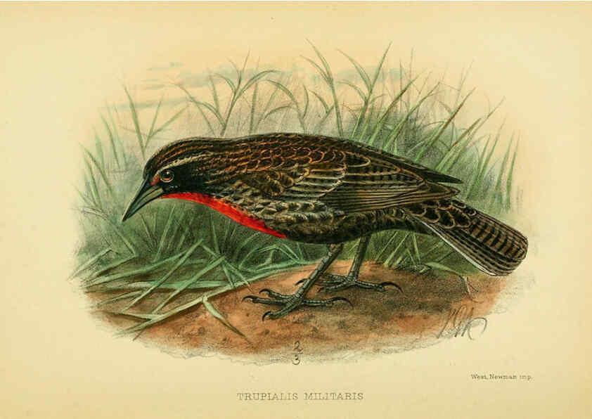 Reproducción/Reproduction 5975062474: The birds of Tierra del Fuego London :B. Quaritch,1907