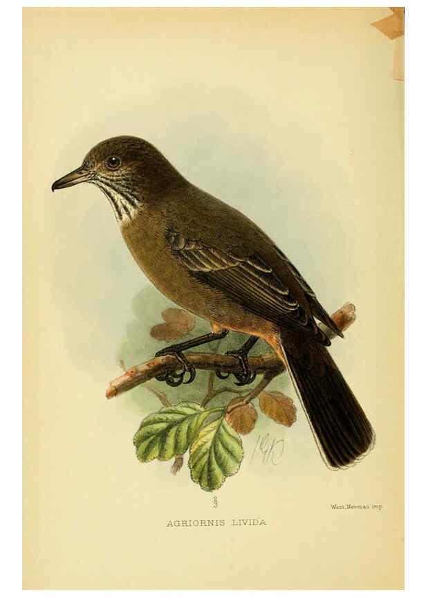 Reproducción/Reproduction 5974502433: The birds of Tierra del Fuego London :B. Quaritch,1907