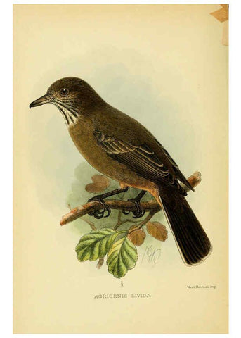 Reproducción/Reproduction 5974502433: The birds of Tierra del Fuego London :B. Quaritch,1907