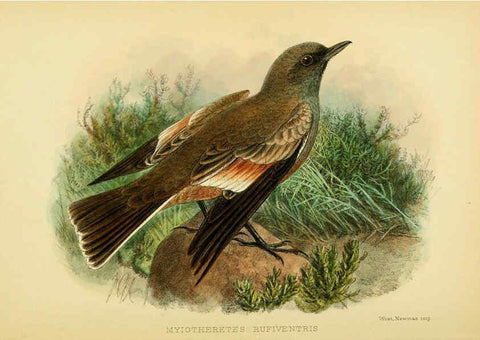 Reproducción/Reproduction 5975063310: The birds of Tierra del Fuego London :B. Quaritch,1907