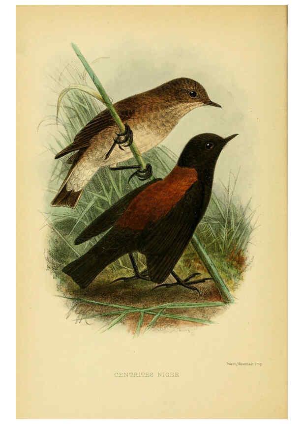 Reproducción/Reproduction 5974503441: The birds of Tierra del Fuego London :B. Quaritch,1907