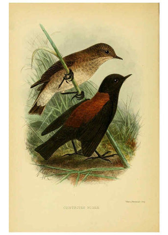 Reproducción/Reproduction 5974503441: The birds of Tierra del Fuego London :B. Quaritch,1907