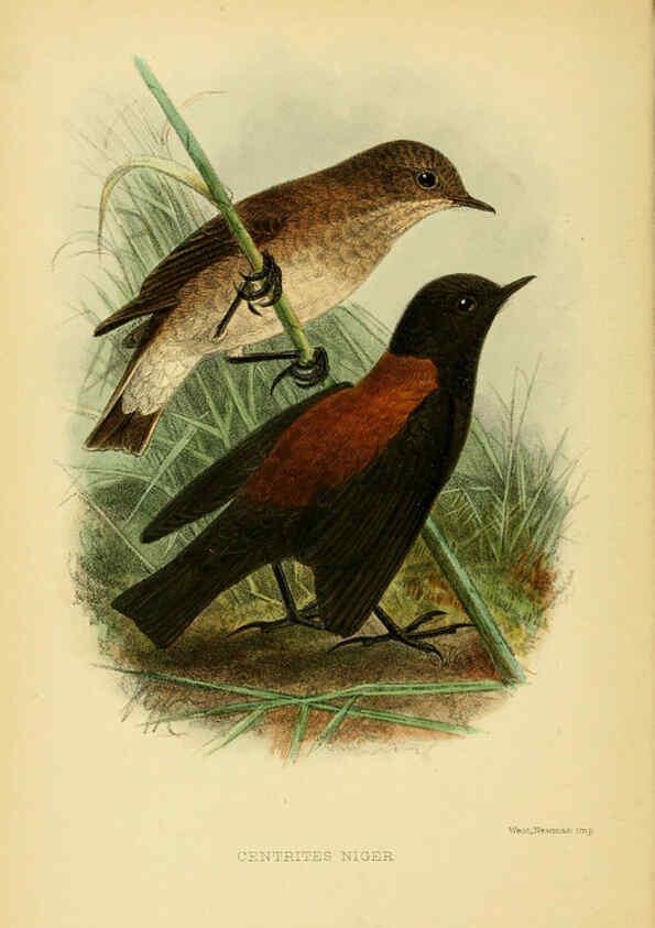 Reproducción/Reproduction 5974503441: The birds of Tierra del Fuego London :B. Quaritch,1907