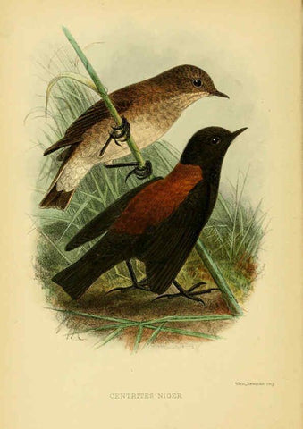 Reproducción/Reproduction 5974503441: The birds of Tierra del Fuego London :B. Quaritch,1907