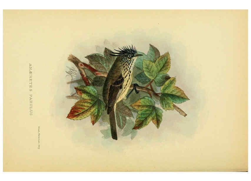 Reproducción/Reproduction 5975063996: The birds of Tierra del Fuego London :B. Quaritch,1907