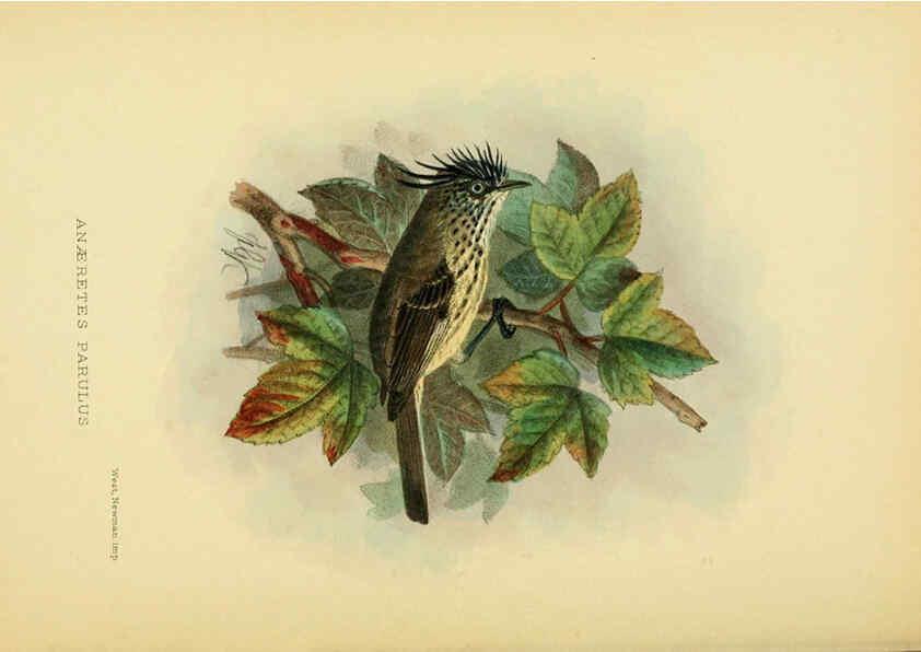 Reproducción/Reproduction 5975063996: The birds of Tierra del Fuego London :B. Quaritch,1907