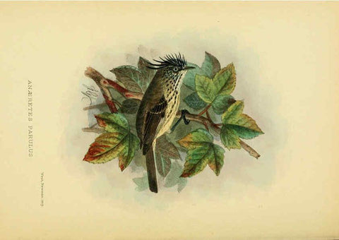 Reproducción/Reproduction 5975063996: The birds of Tierra del Fuego London :B. Quaritch,1907