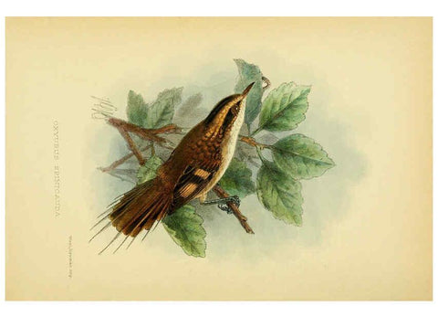 Reproducción/Reproduction 5974504121: The birds of Tierra del Fuego London :B. Quaritch,1907
