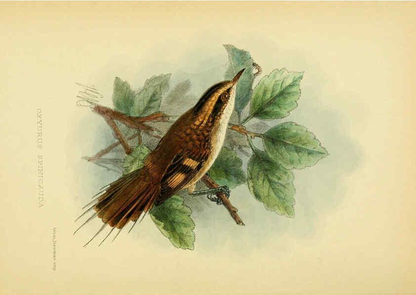 Reproducción/Reproduction 5974504121: The birds of Tierra del Fuego London :B. Quaritch,1907