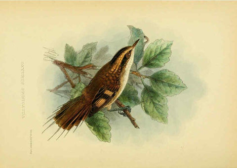Reproducción/Reproduction 5974504121: The birds of Tierra del Fuego London :B. Quaritch,1907