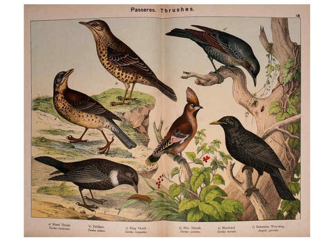 Reproducción/Reproduction 5974949896: Natural history of the animal kingdom for the use of young people Brighton :E. & J.B. Young and Co.,1889