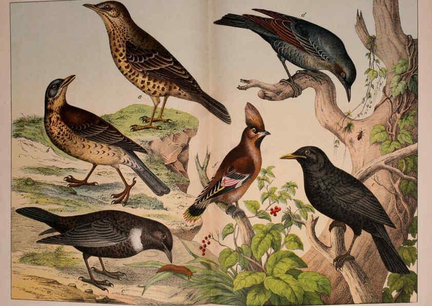 Reproducción/Reproduction 5974949896: Natural history of the animal kingdom for the use of young people Brighton :E. & J.B. Young and Co.,1889
